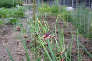 allium_cepa_var-_proliferum